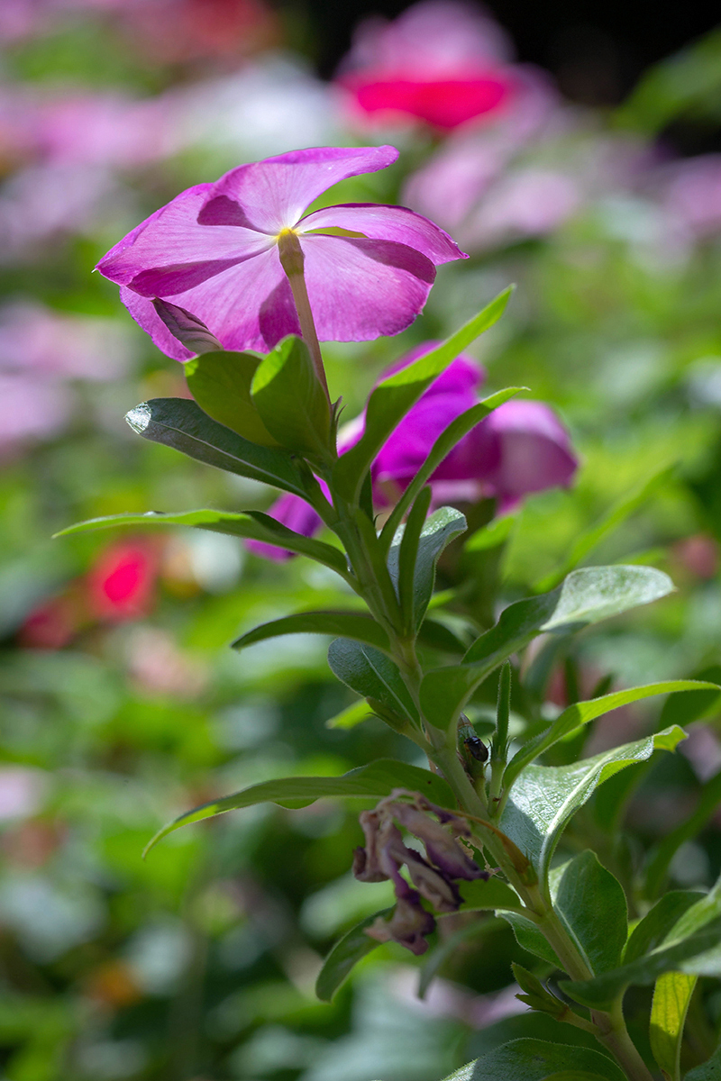 Изображение особи Catharanthus roseus.