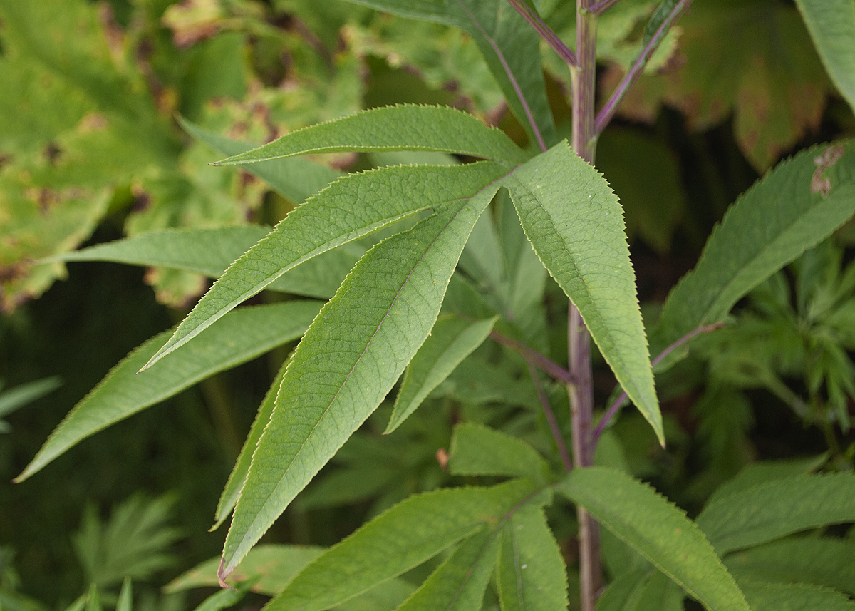 Изображение особи Senecio cannabifolius.