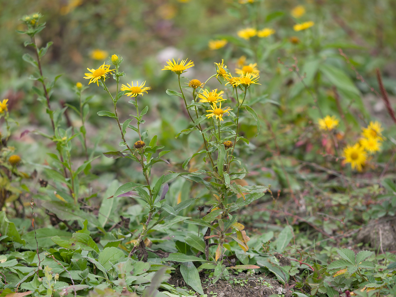 Изображение особи Inula britannica.