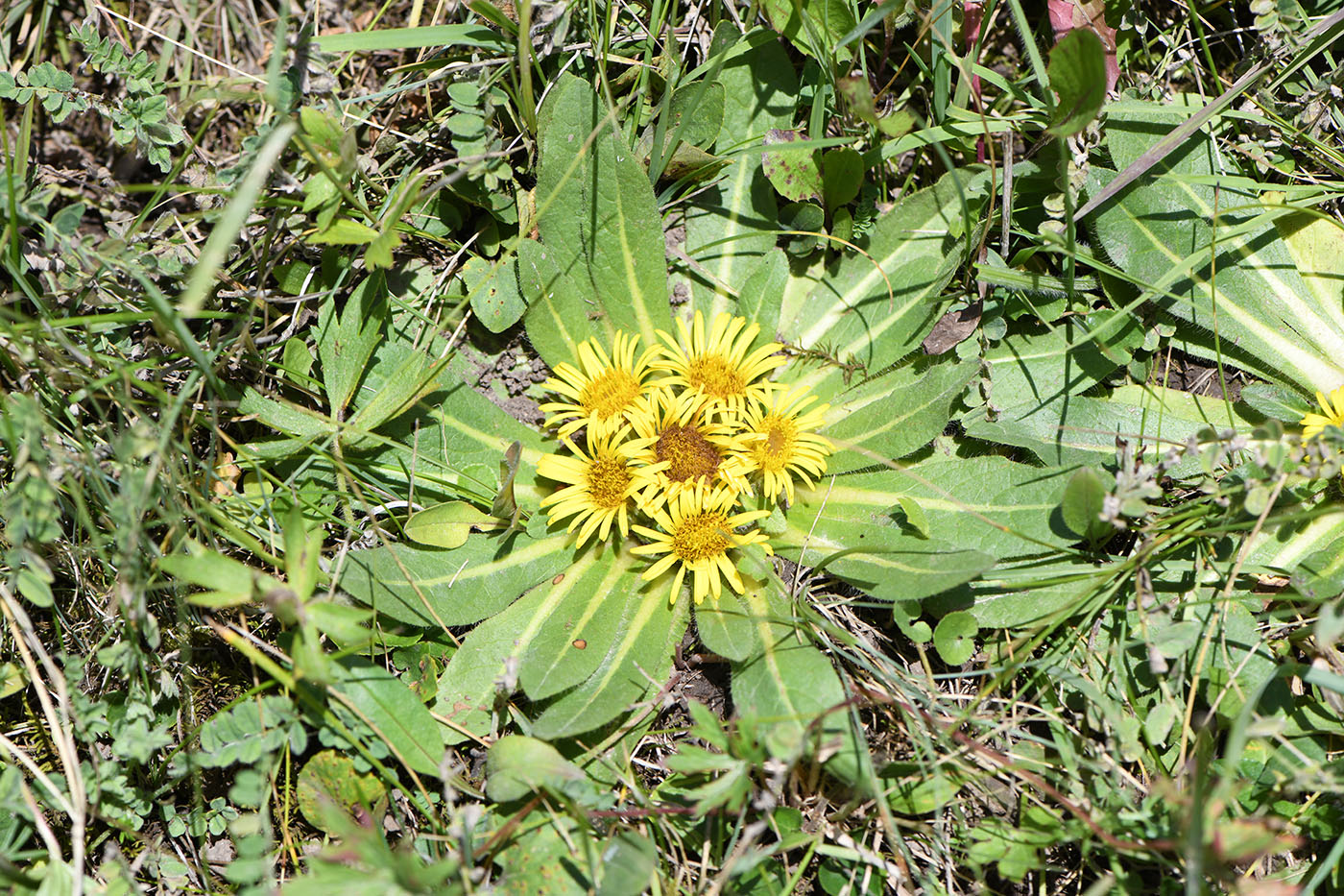 Image of Inula rhizocephala specimen.