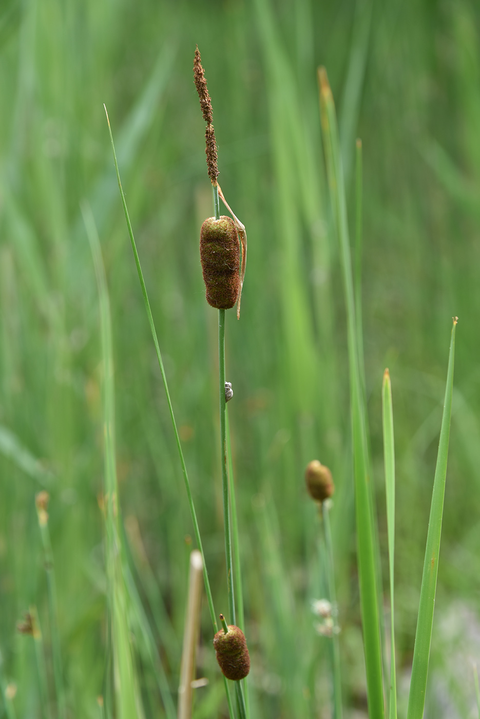 Image of Typha minima specimen.