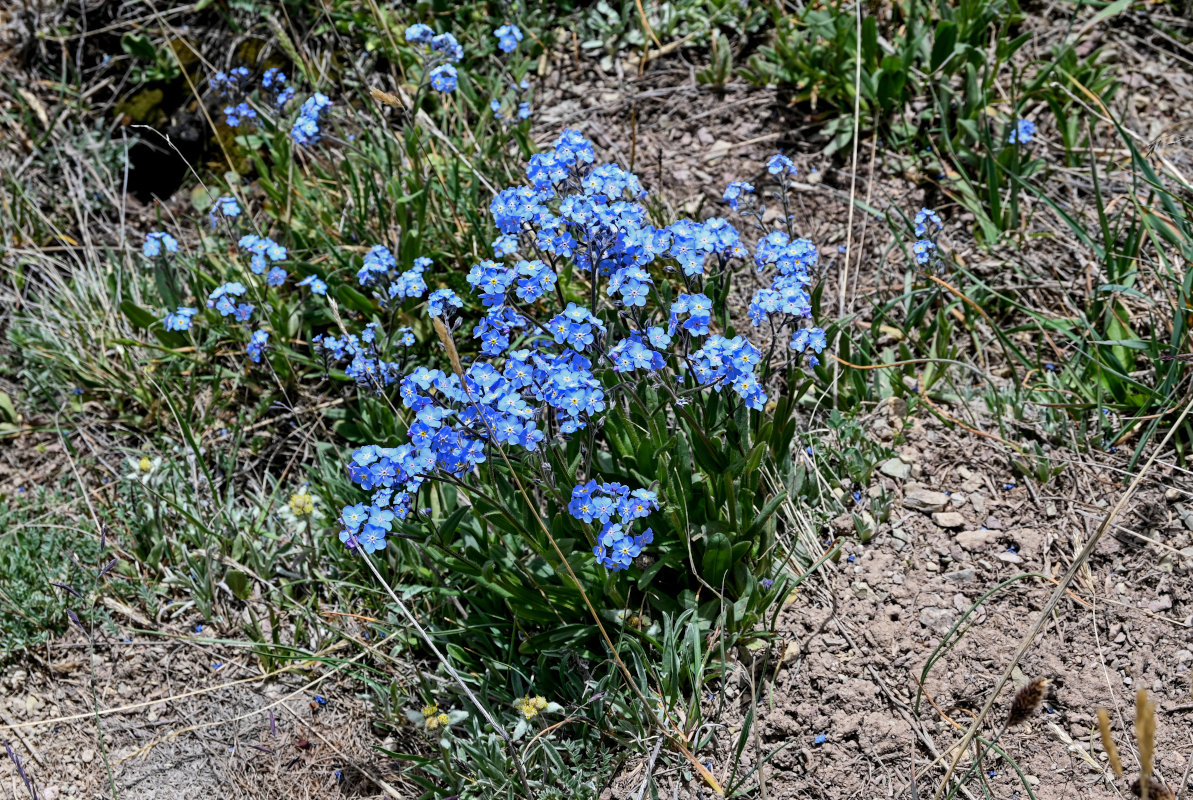 Изображение особи род Myosotis.