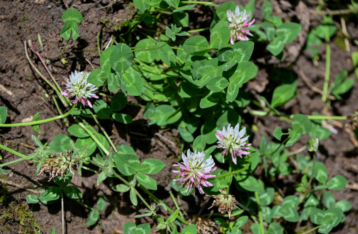 Image of Trifolium ambiguum specimen.