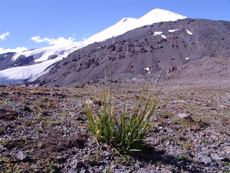 Изображение особи Carex oligantha.