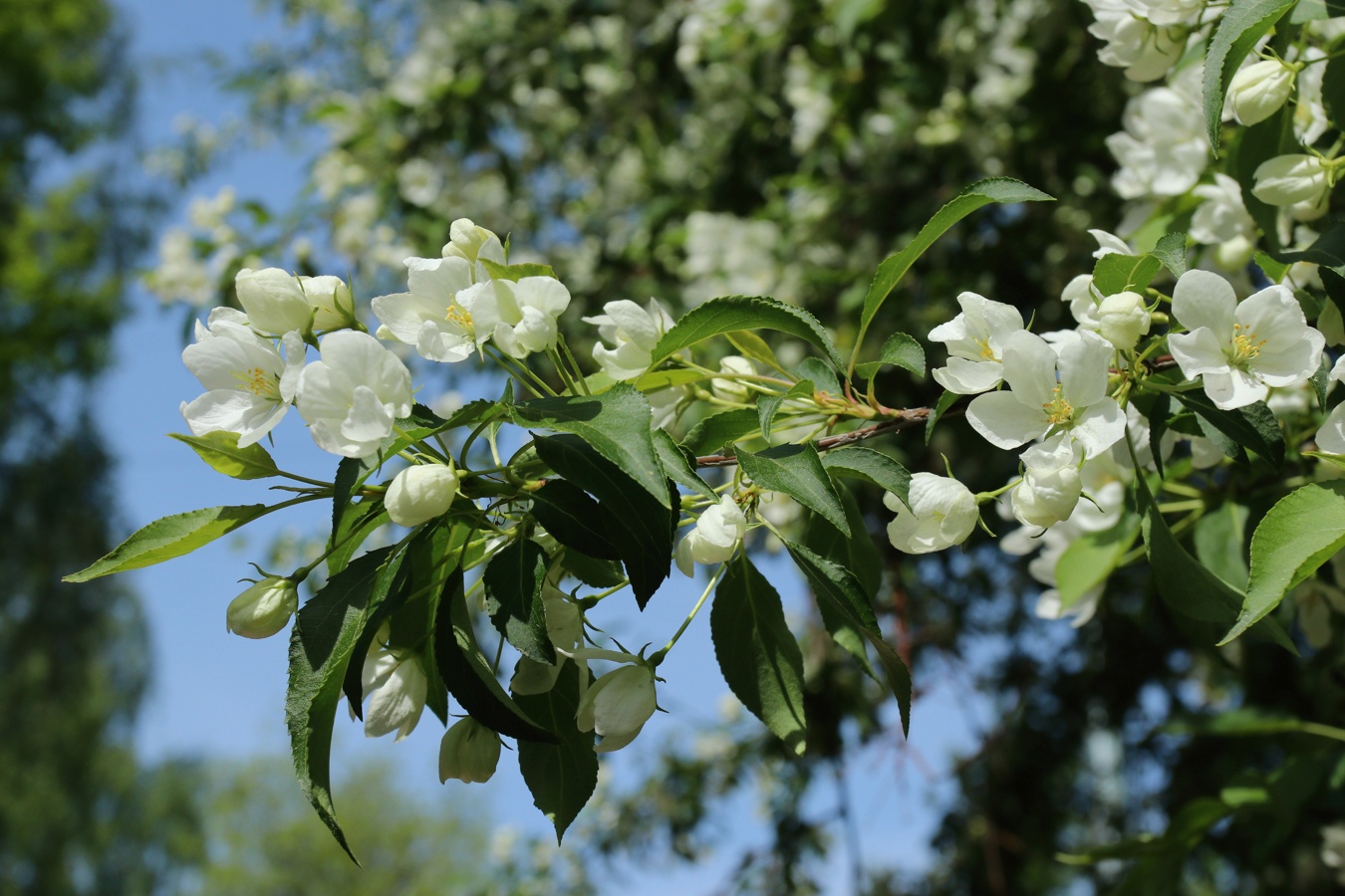 Изображение особи Malus baccata.