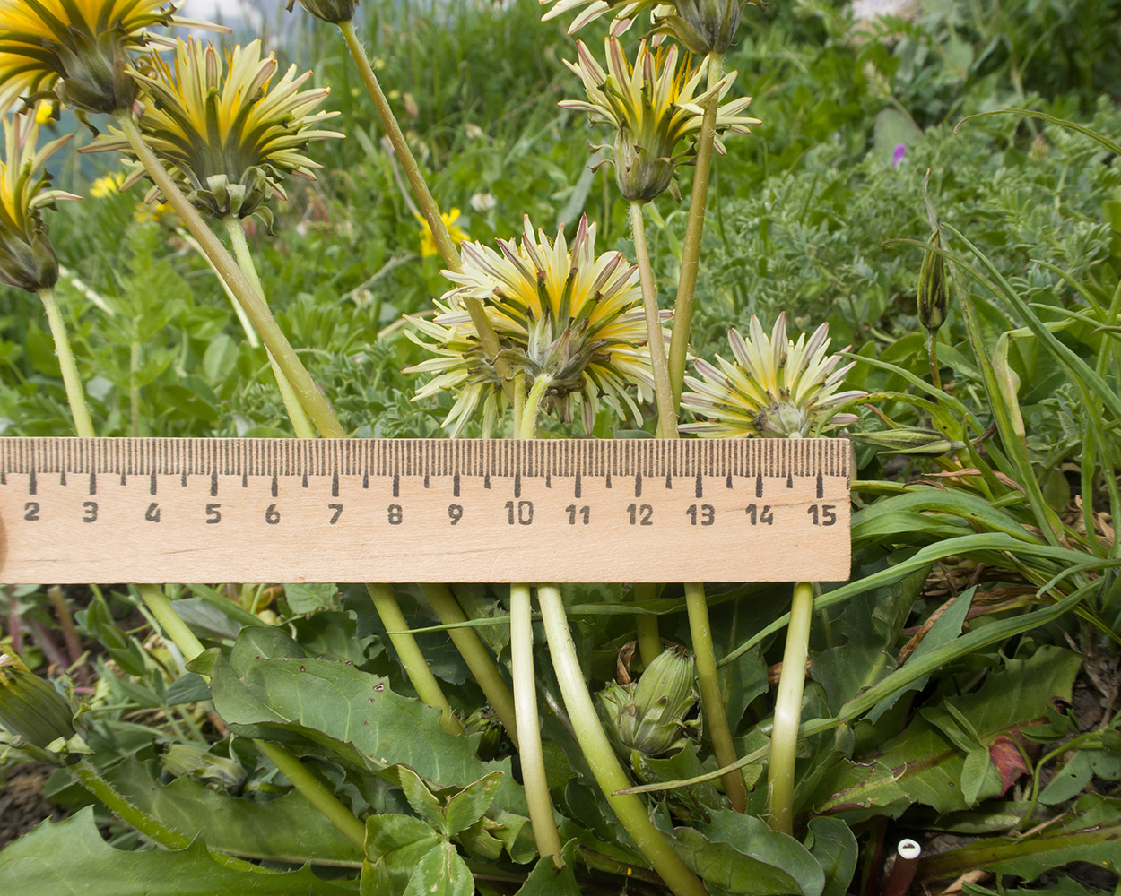 Изображение особи Taraxacum confusum.