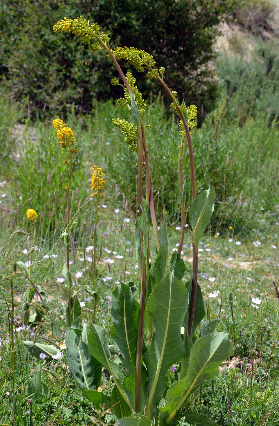 Image of Ligularia heterophylla specimen.