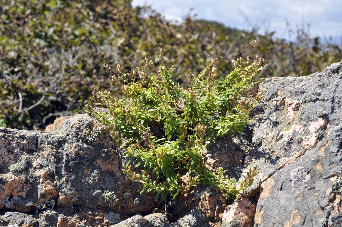 Изображение особи Silene foliosa.