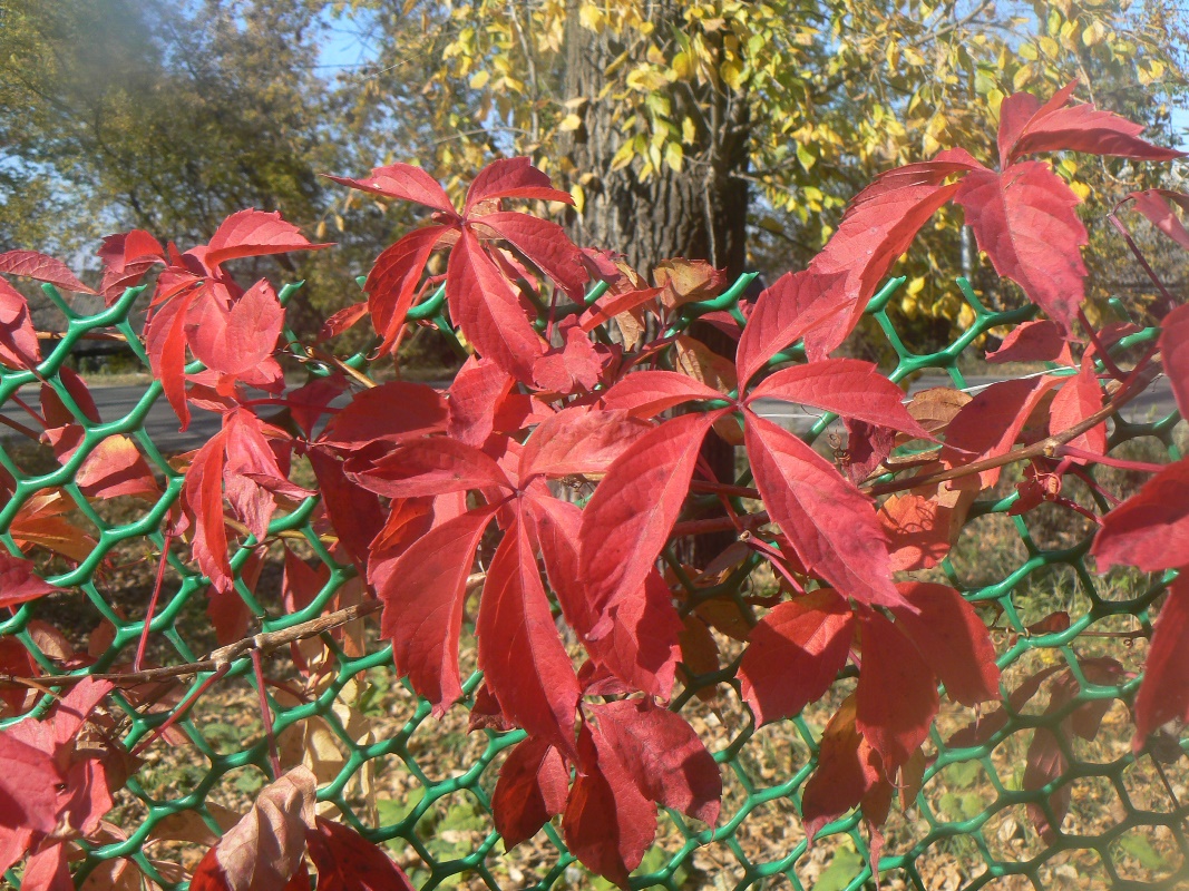 Image of genus Parthenocissus specimen.