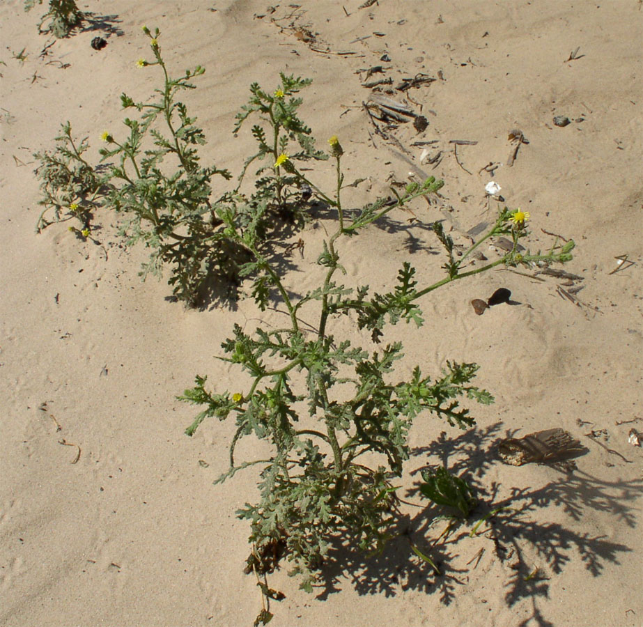 Image of Senecio viscosus specimen.