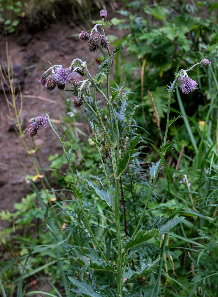 Image of Cirsium kamtschaticum specimen.