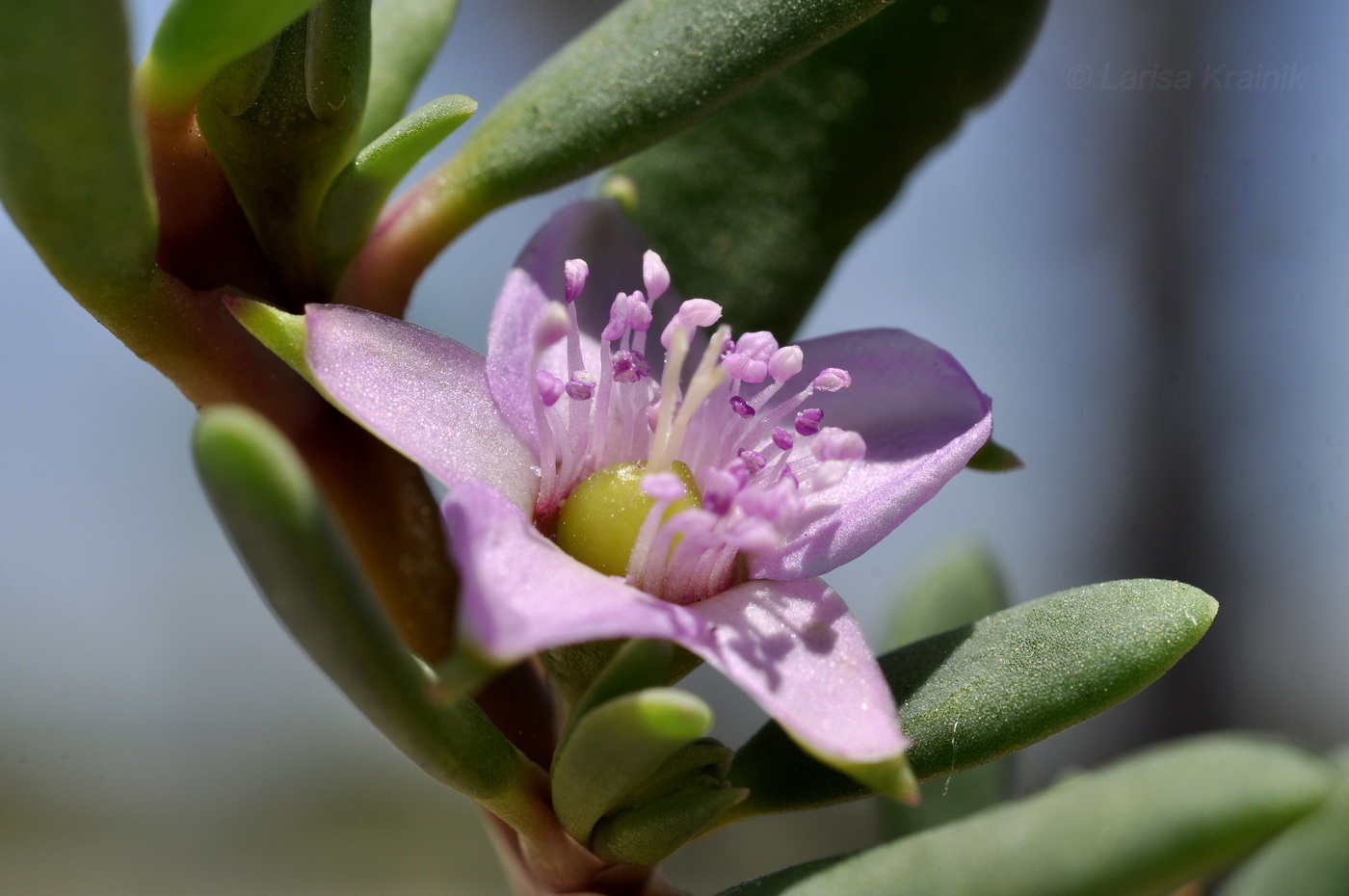 Изображение особи Sesuvium portulacastrum.