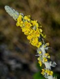 Verbascum gnaphalodes. Соцветие. Грузия, Аджария, г. Батуми, каменистый пляж. 17.06.2023.