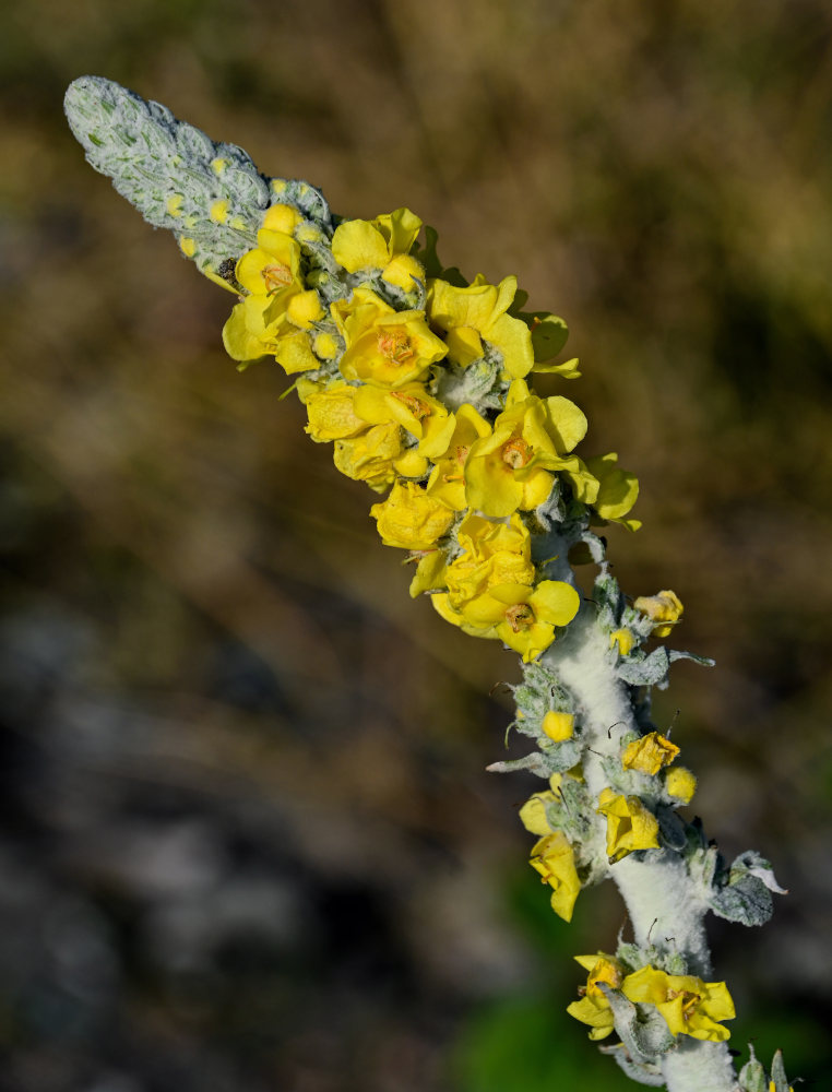 Изображение особи Verbascum gnaphalodes.