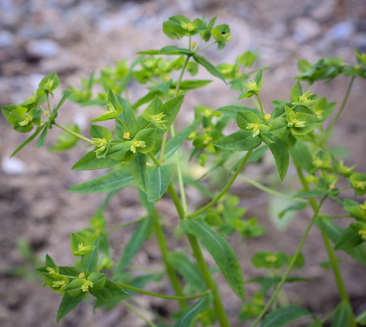 Изображение особи род Euphorbia.