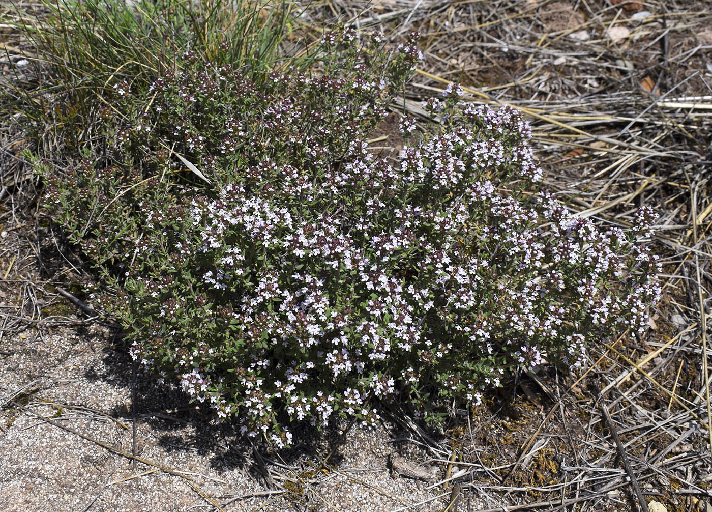 Image of Thymus vulgaris specimen.