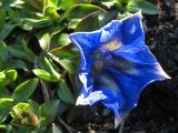 Gentiana acaulis. Цветок. Великобритания, Шотландия, Эдинбург, Royal Botanic Garden Edinburgh. 4 апреля 2008 г.