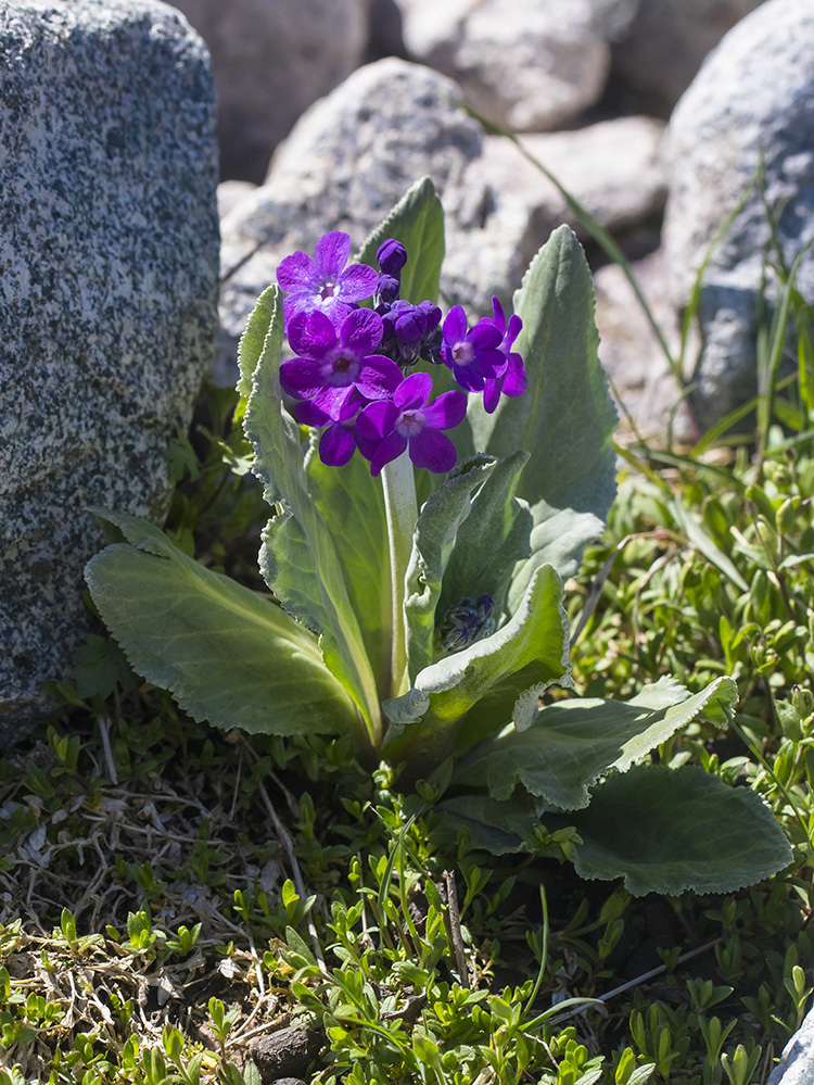 Image of Primula nivalis specimen.