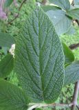 Viburnum &times; rhytidophylloides