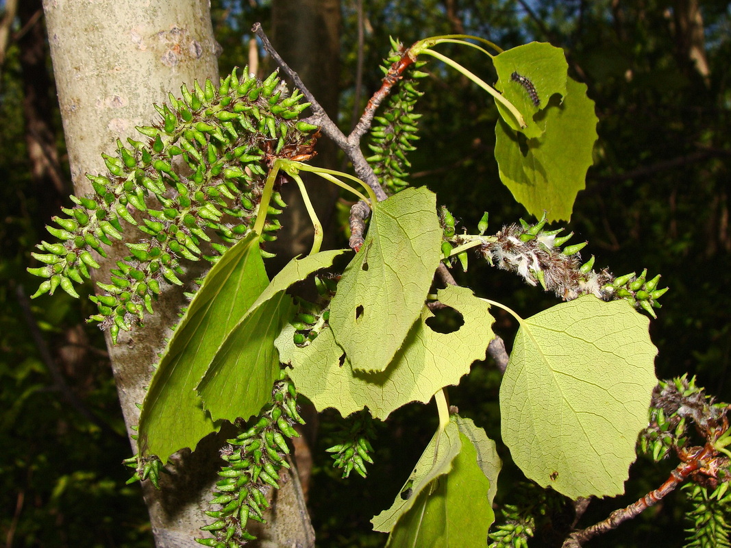 Image of Populus davidiana specimen.