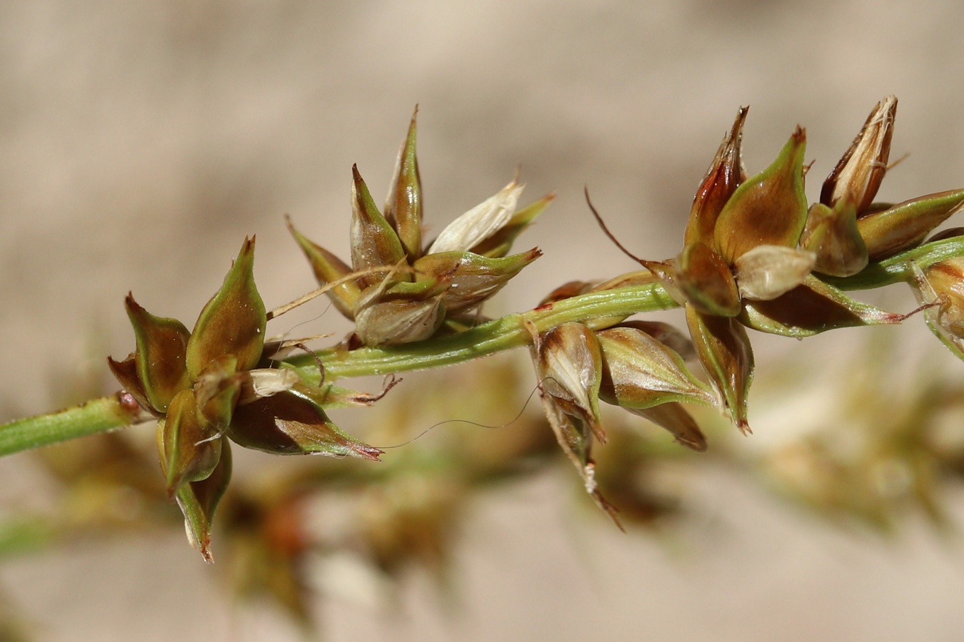 Image of Carex spicata specimen.