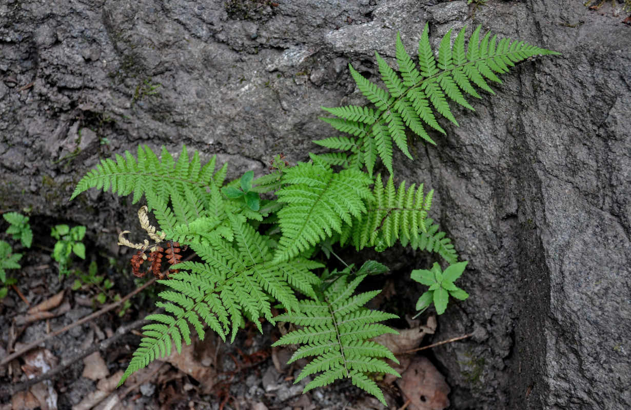 Изображение особи Athyrium yokoscense.