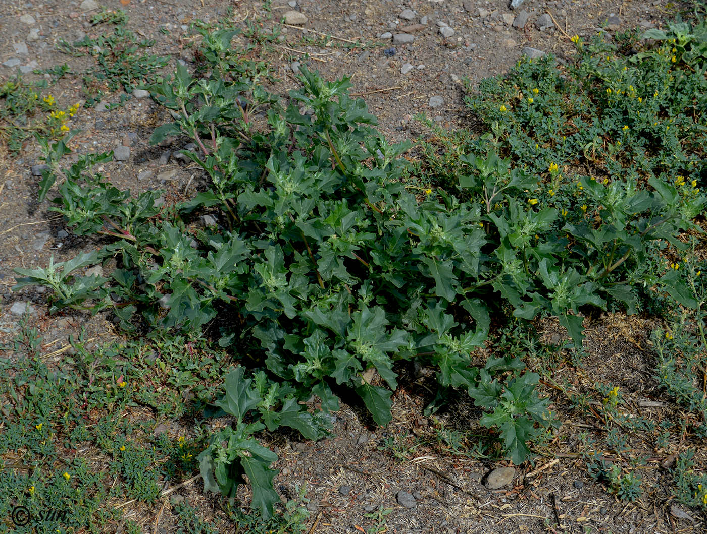 Image of Atriplex tatarica specimen.