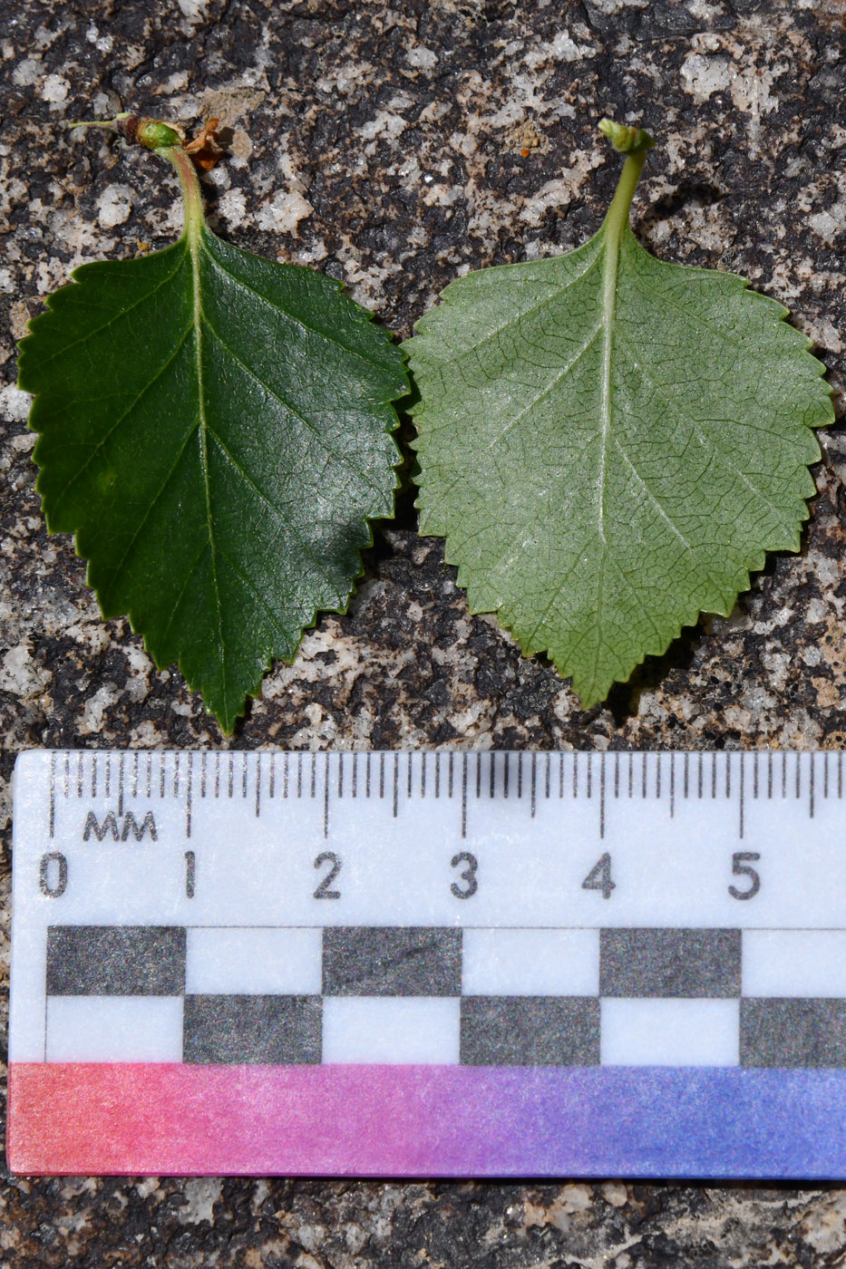 Image of Betula pamirica specimen.