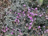 Astragalus subuliformis