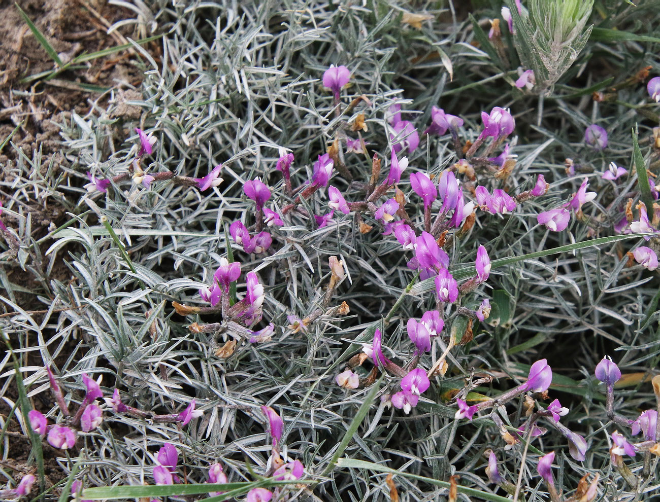 Изображение особи Astragalus subuliformis.