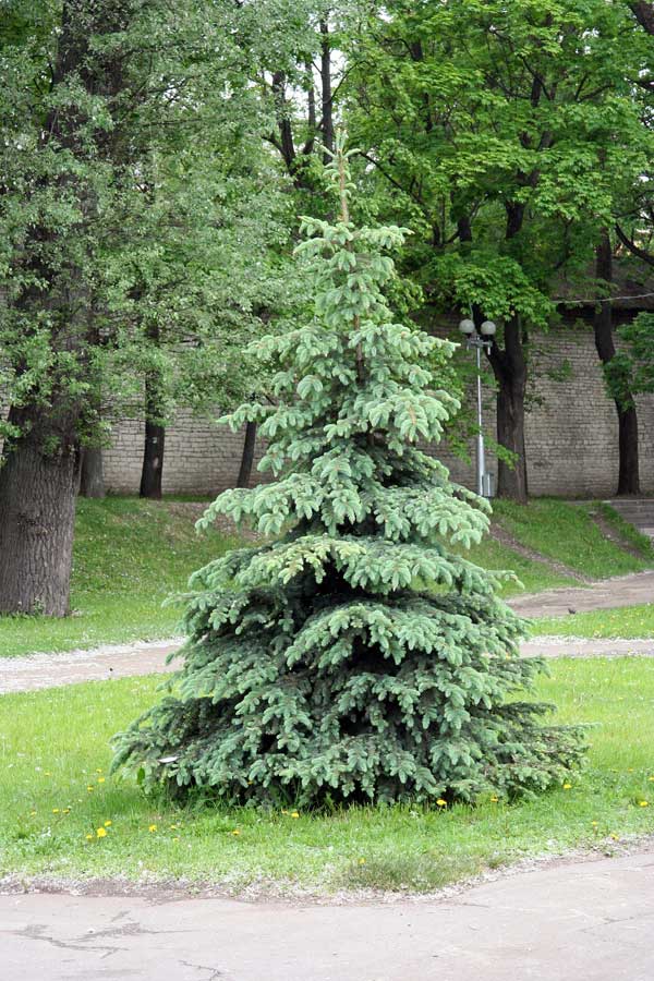 Image of Picea pungens f. glauca specimen.