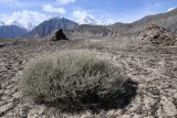 Krascheninnikovia ceratoides. Вегетирующее растение. Таджикистан, Горно-Бадахшанская автономная обл., Рушанский р-н, хр. Северо-Аличурский, Ирхтские горы, Сарезское оз., Ирхтский залив, выс. ≈ 3100 м н.у.м., каменистая вершина древнего обвального дашта. 28 июня 2024 г.