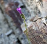 Campanula komarovii. Побег с цветком. Краснодарский край, м.о. Новороссийск, сельский округ Абрау-Дюрсо, ул. Промышленная, скальные выходы за автостоянкой, щебнистое подножие. 10.06.2021.