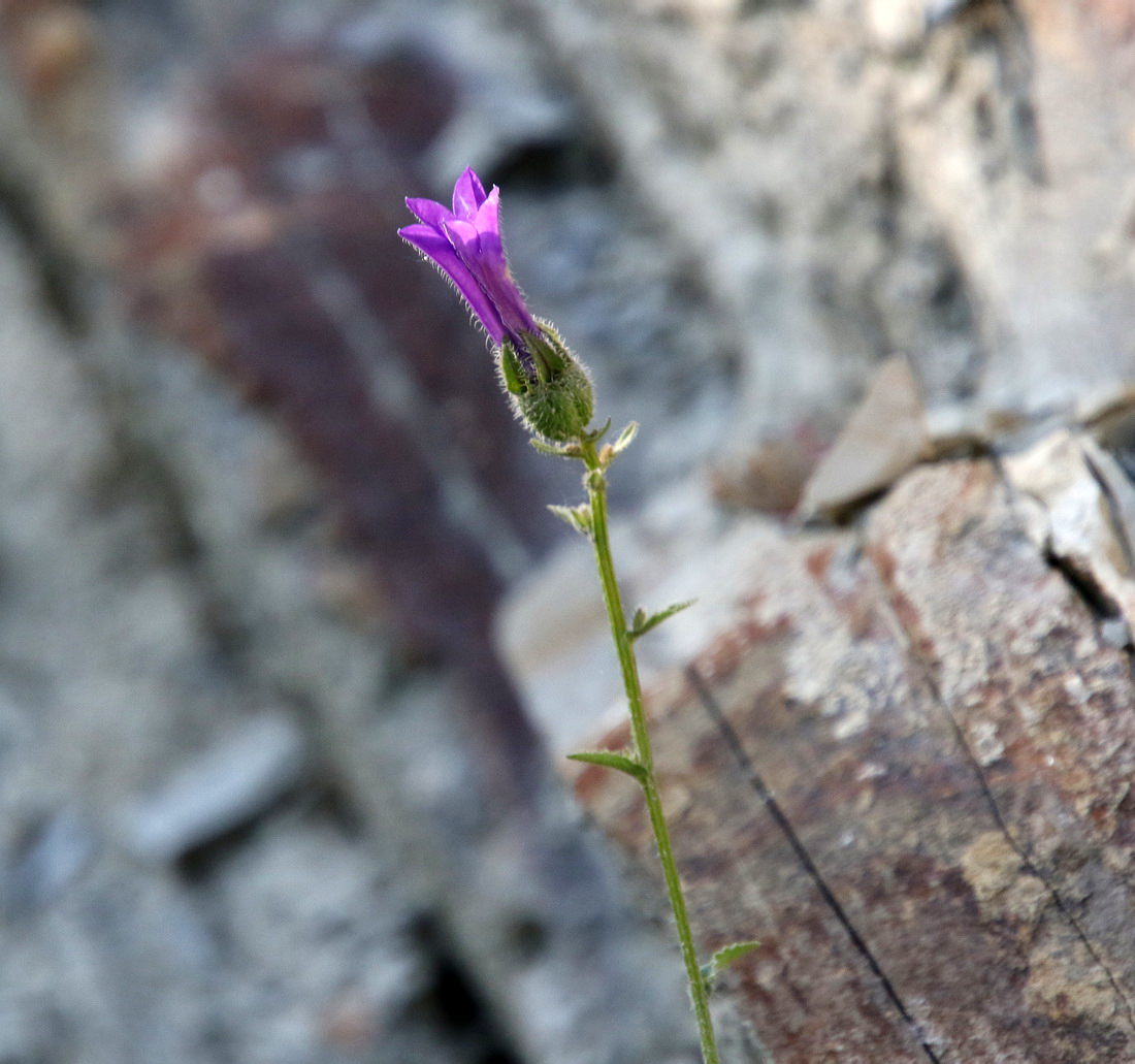 Изображение особи Campanula komarovii.