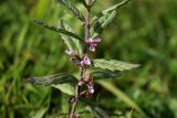 Teucrium scordium