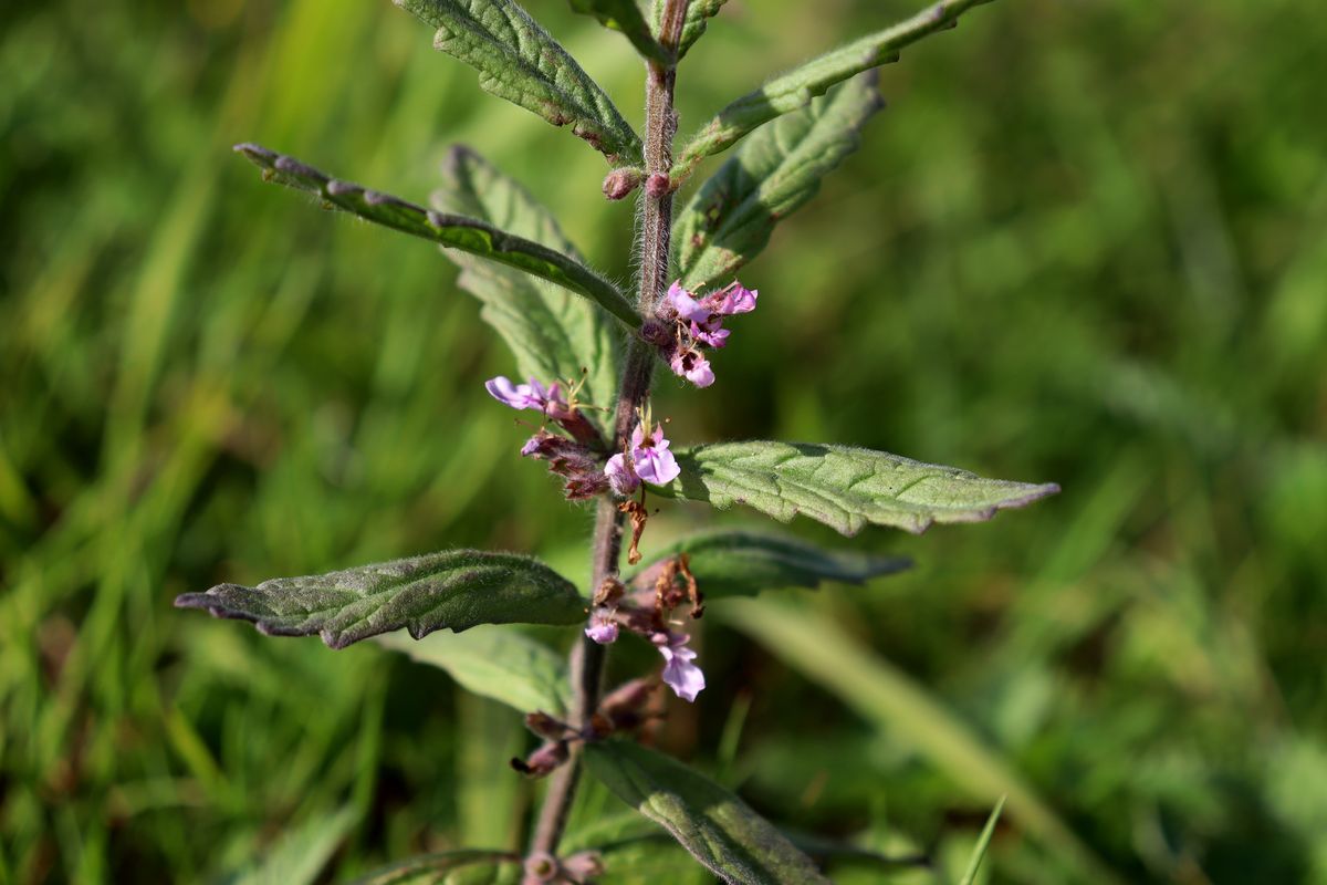 Изображение особи Teucrium scordium.