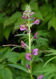 Pedicularis resupinata