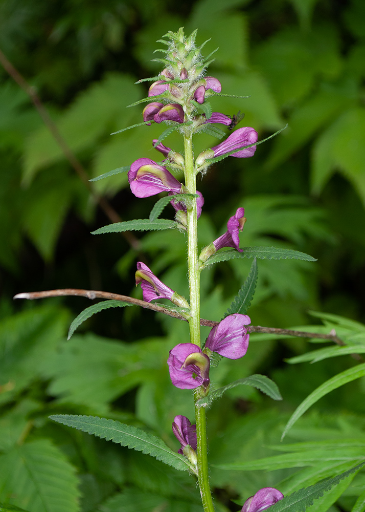 Изображение особи Pedicularis resupinata.