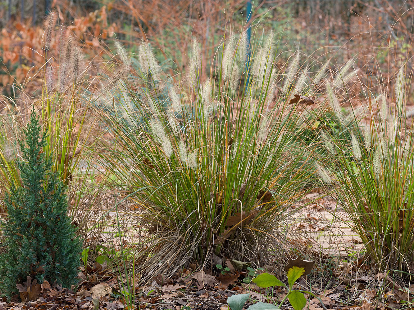 Изображение особи род Pennisetum.