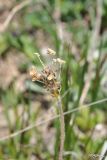 Plantago atrata