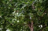 Platanus orientalis