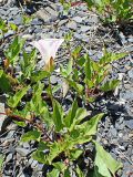 Calystegia amurensis. Цветущее растение. Хабаровский край, Комсомольский р-н, с. Верхняя Эконь, берег р. Амур, у подножия сопки. 19.06.2024.