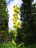 Solidago virgaurea подвид dahurica. Верхушка цветущего растения с кормящимися мухами. Казахстан, Центральный Алтай, окр. оз. Рахмановское, дол. р. Арасан, 1730 м н.у.м., полянка среди хвойного леса. 8 июля 2024 г.