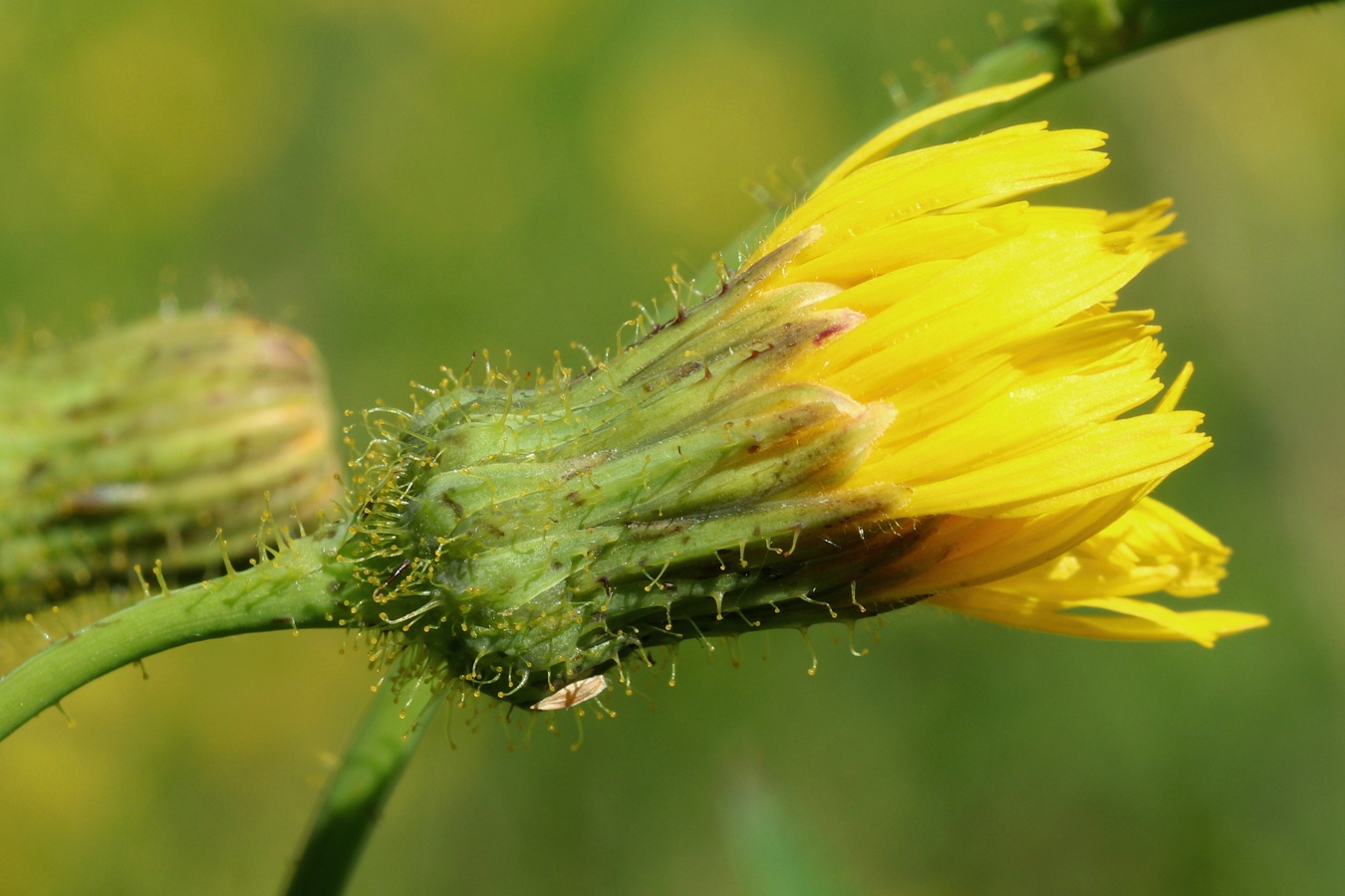 Изображение особи Sonchus arvensis.