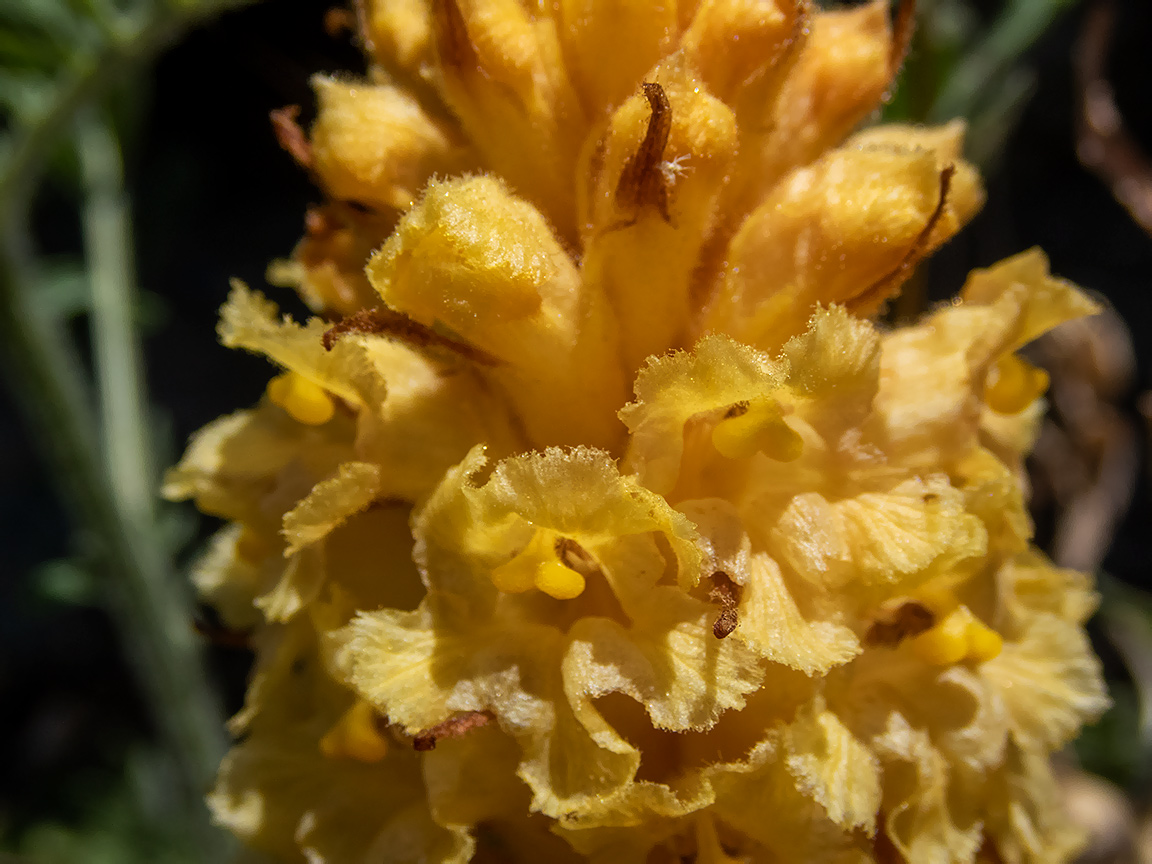 Image of Orobanche centaurina specimen.