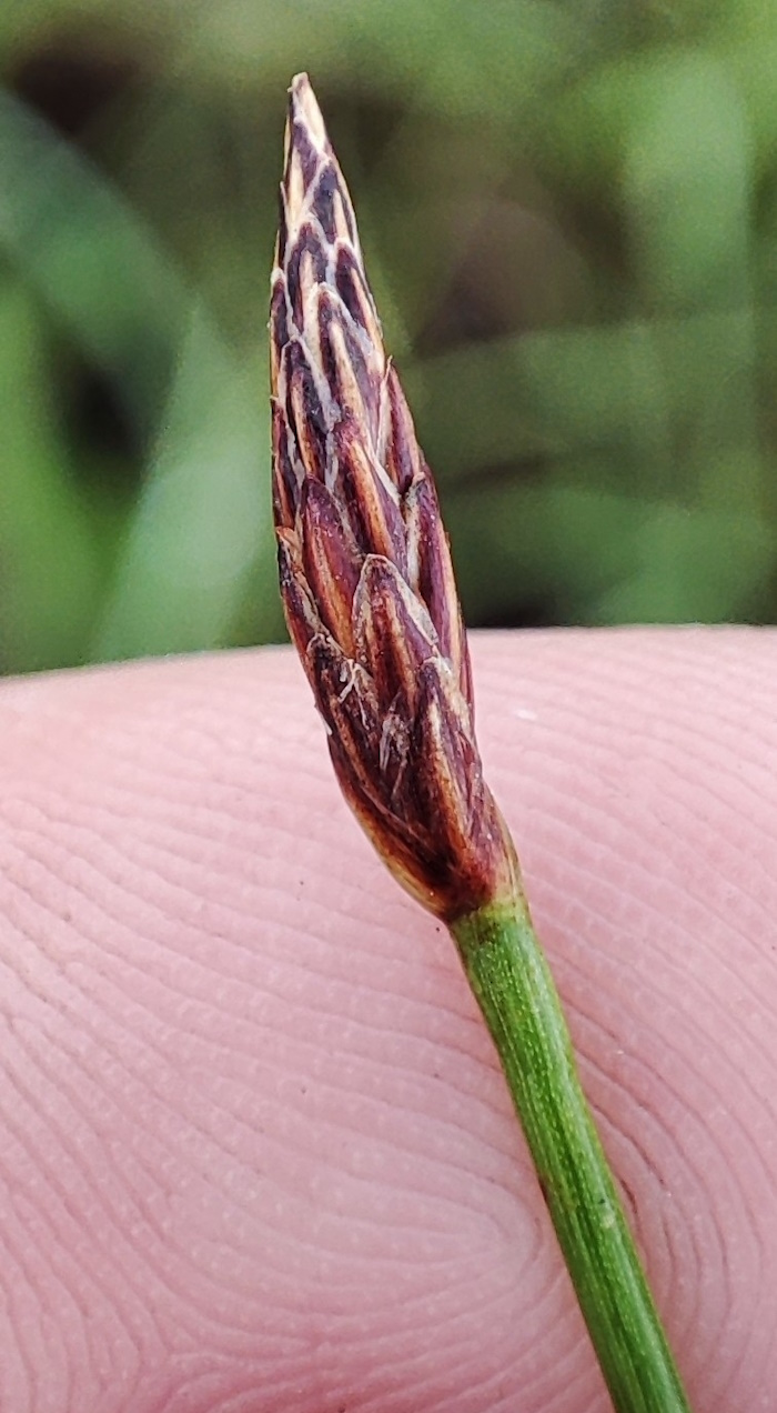 Image of Eleocharis palustris specimen.
