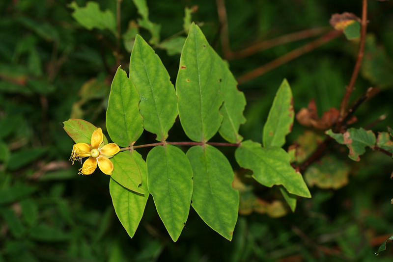 Image of Hypericum androsaemum specimen.