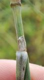 Stipa capillata