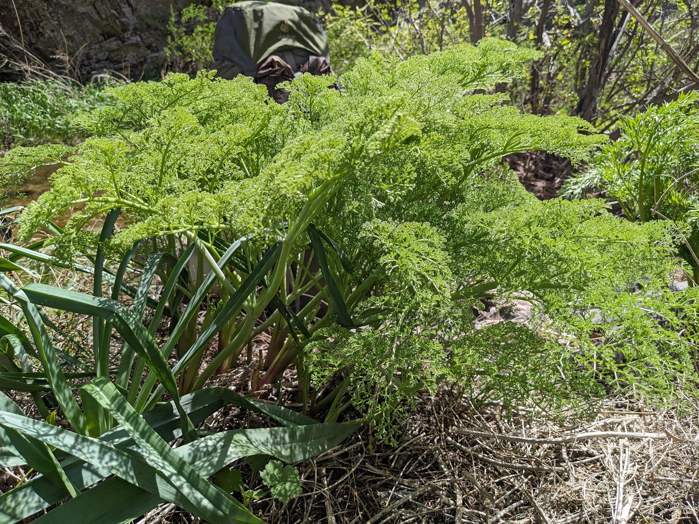 Изображение особи род Ferula.