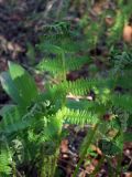 Athyrium filix-femina